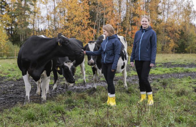 Teollisuuden Berner lehmiä laitumella rehutiimimme kanssa