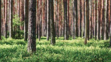 Bio-ja metsäteollisuus-herokuva